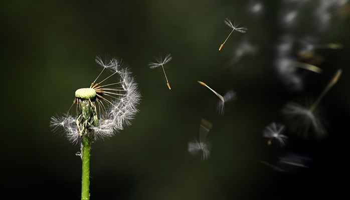 La Commission intensifie son action en faveur des pollinisateurs